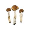 Buy Costa Rican Magic Mushrooms