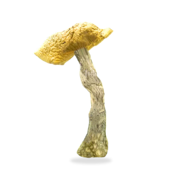 buy-daddy-long-legs-mushroom-long-legs-mushroom-shop-uk