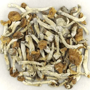 Buy Florida White magic mushroom