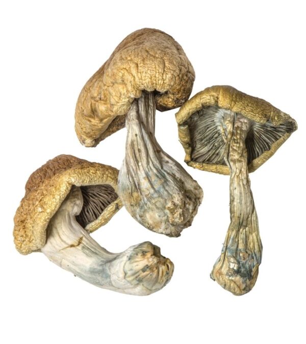 Buy Cambodian Magic Mushrooms Florida