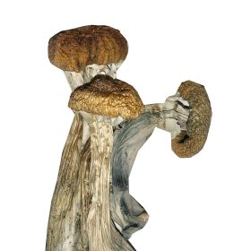 Buy Ecuador magic mushroom