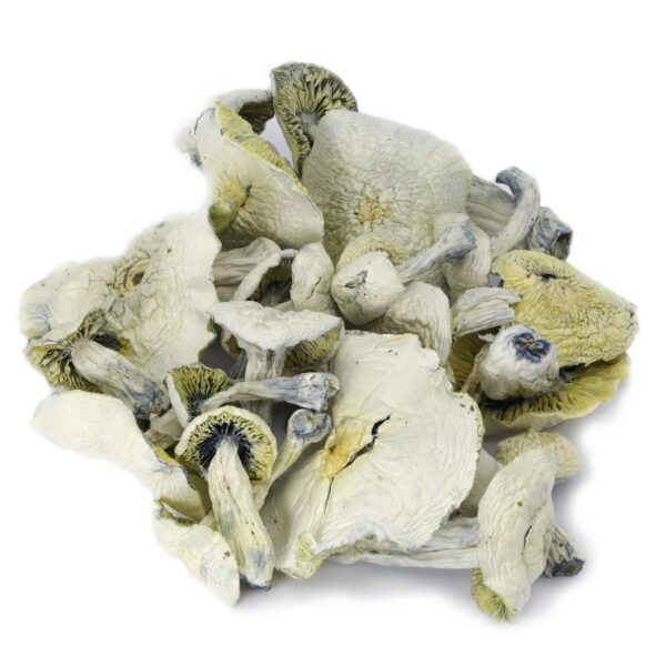 Buy White Burtha magic mushroom