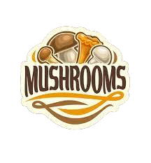 Florida mushroom Dispensary